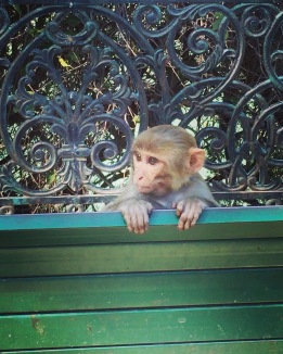Rishikesh baby monkey